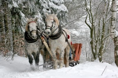 sleigh ride horses the horse winter