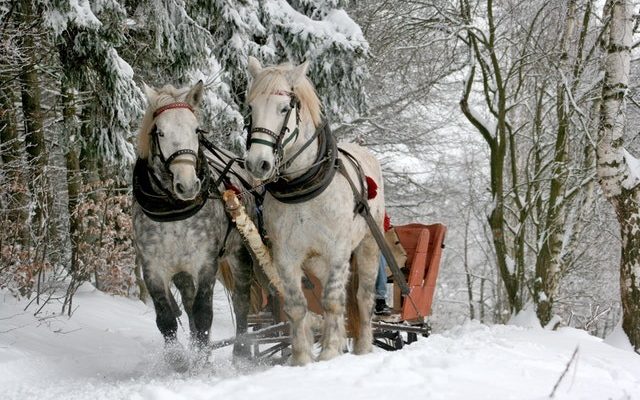 sleigh ride horses the horse winter